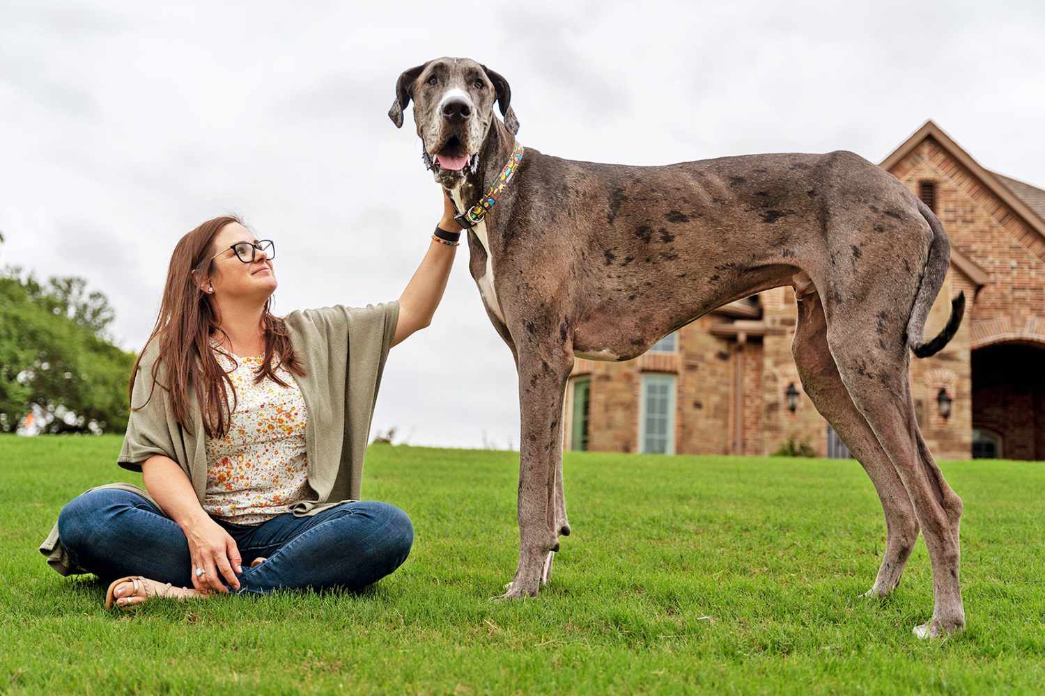 Zeus, a Texas Great Dane, Named World's Tallest Living Dog by Guinness World Records | Daily Paws