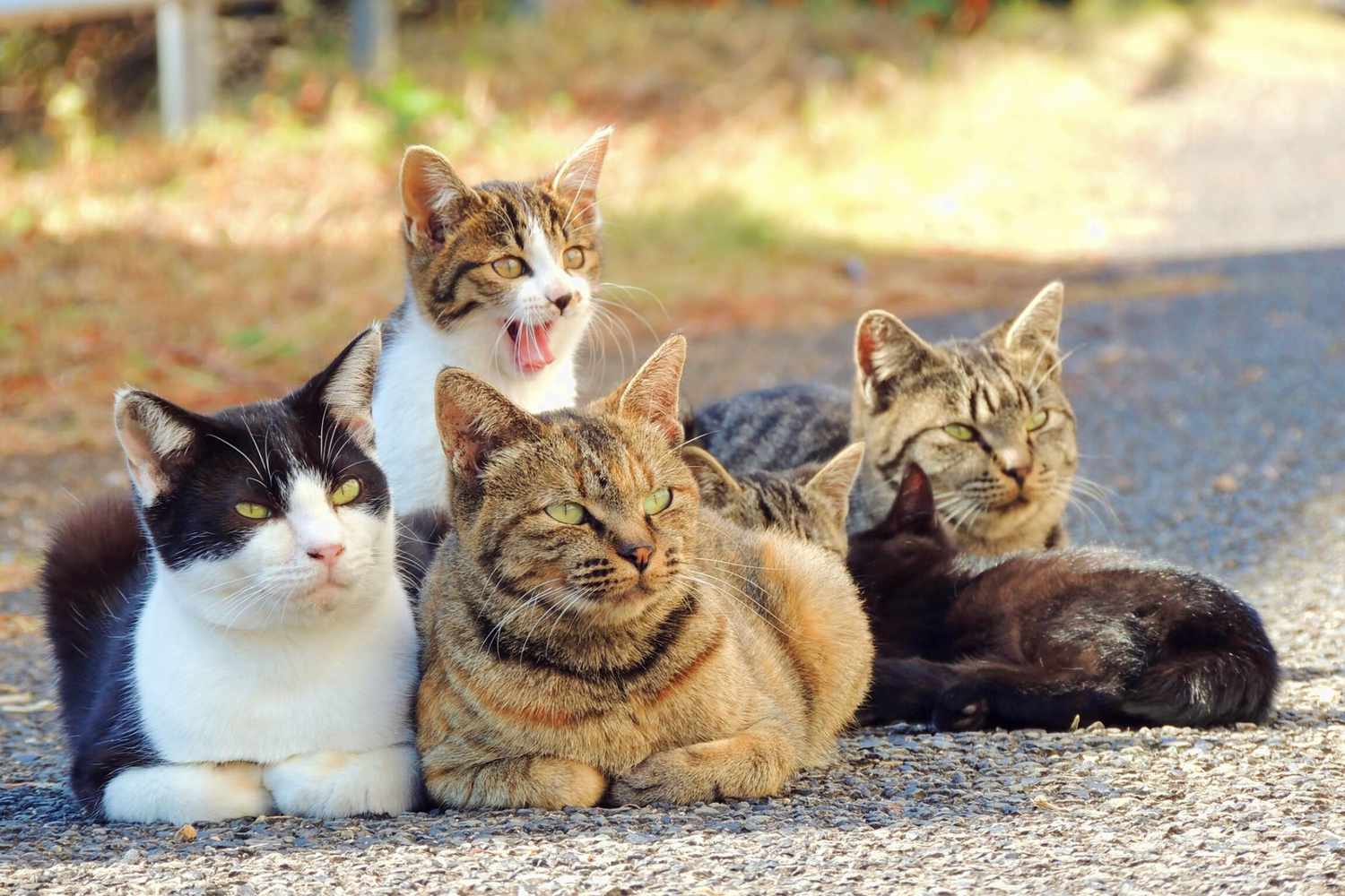 Contar Luna Rizado What Is a Group of Cats Called? | Daily Paws