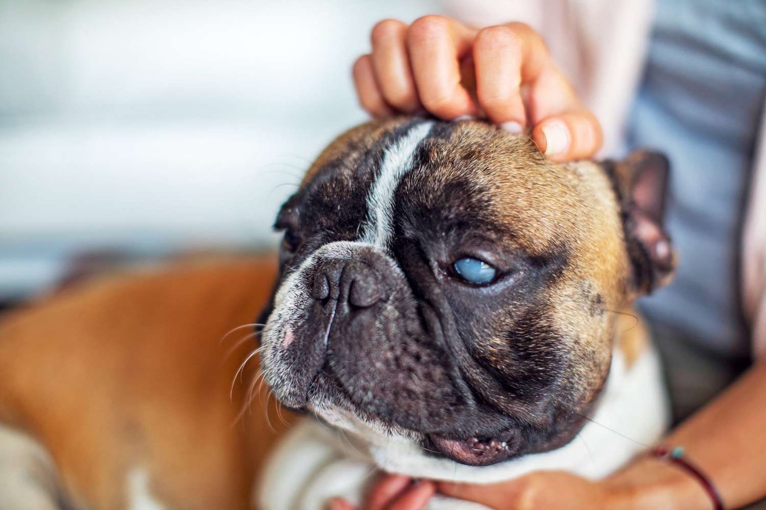 Cloudy Eyes in Dogs: Common Causes and Treatments | Daily Paws