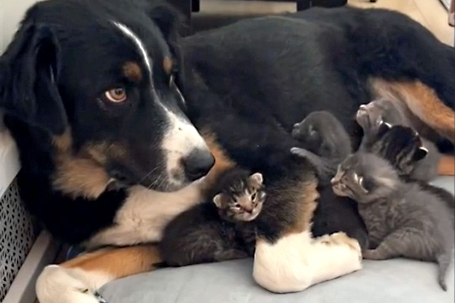 Multi-colored dog laying down with several tiny kittens