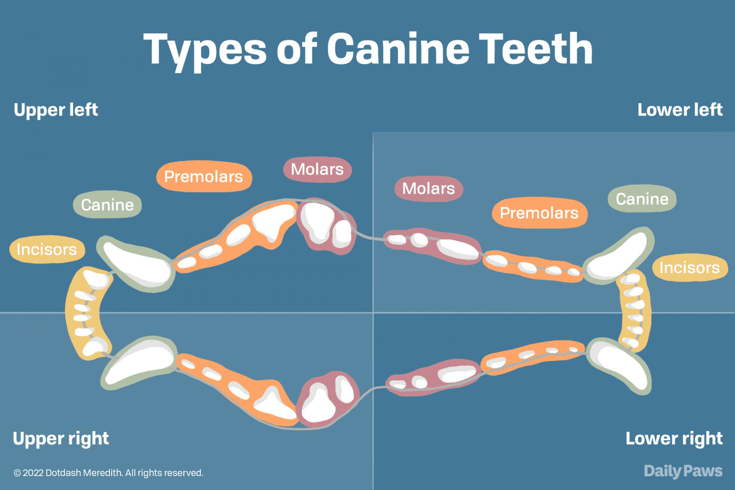 diagram of adult dog's teeth