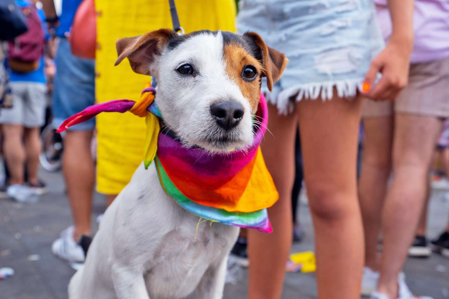 dog in pride parade