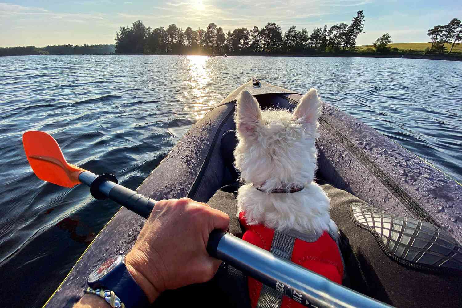 man kayaking with his dog