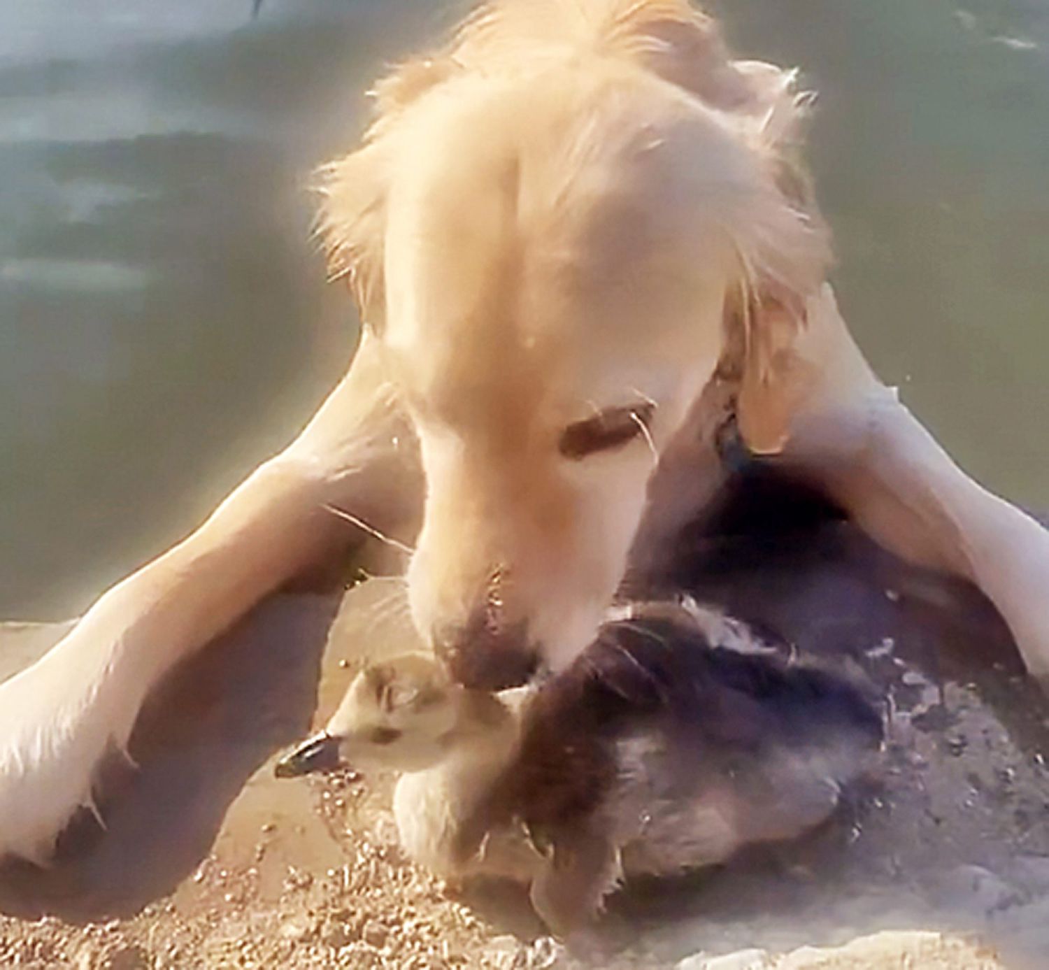 golden retriever gently places gooseling on edge of pond after retrieving him from the other side