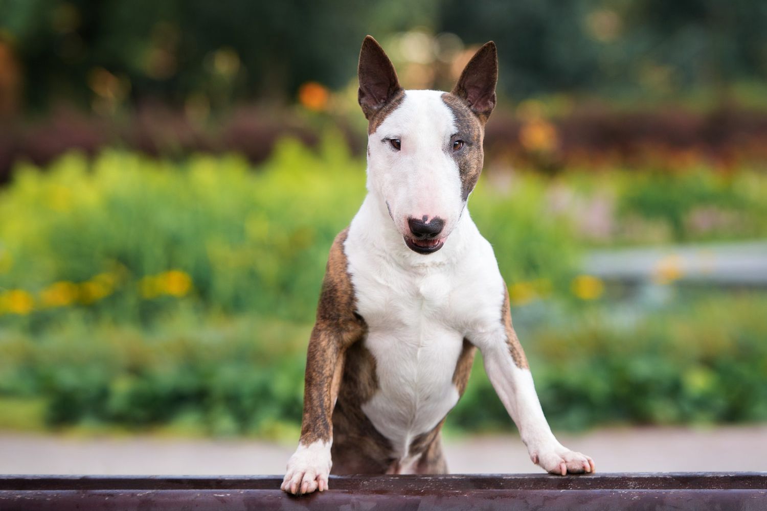 white bull terrier with brindle spots