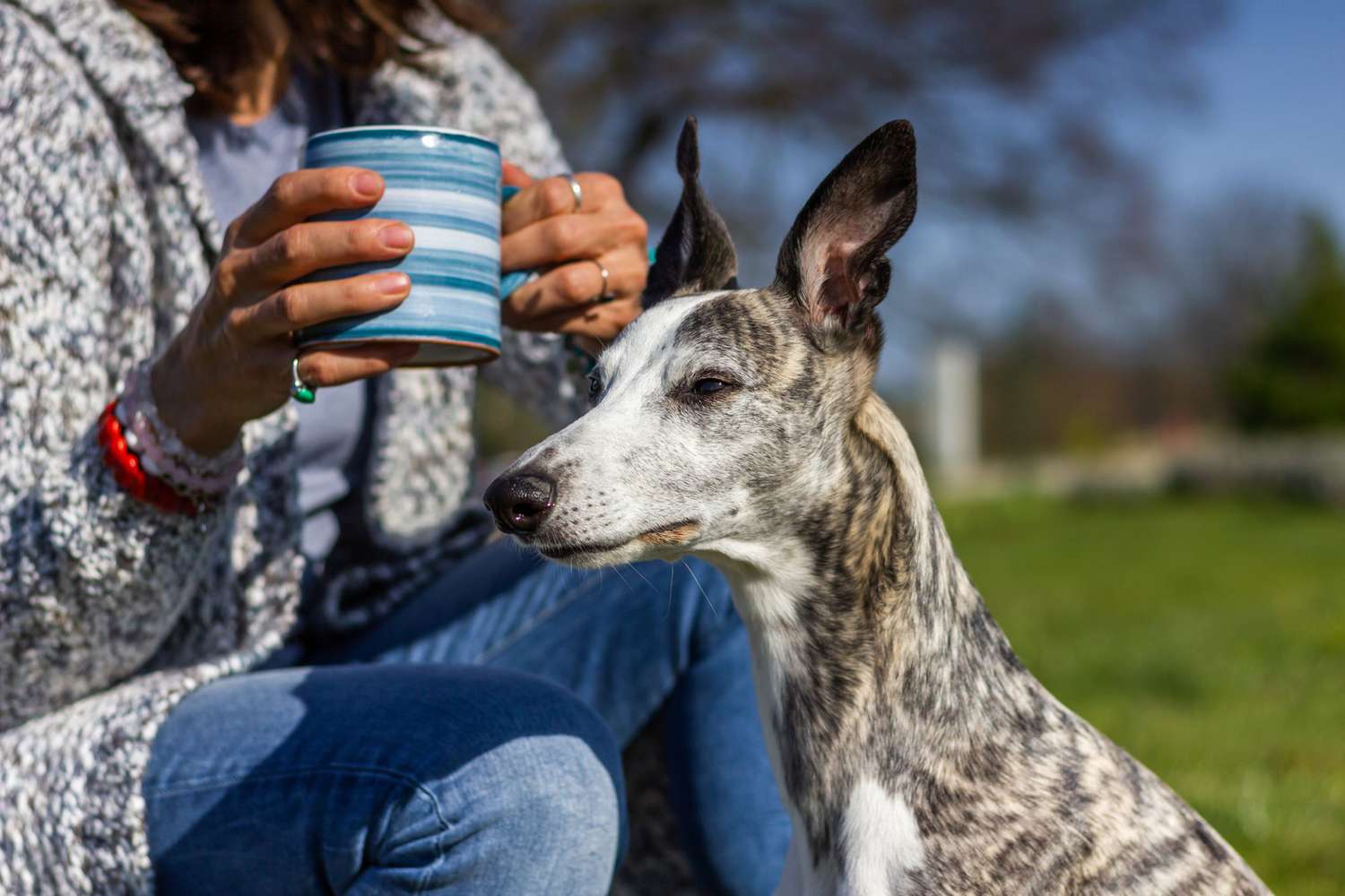 whippet sitting woman holding a cup of coffee