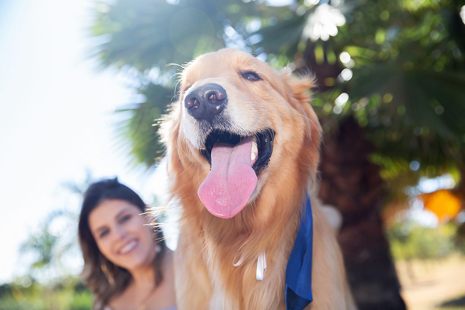do dogs shed more in the summer? - golden retriever at a park in the summer with his owner