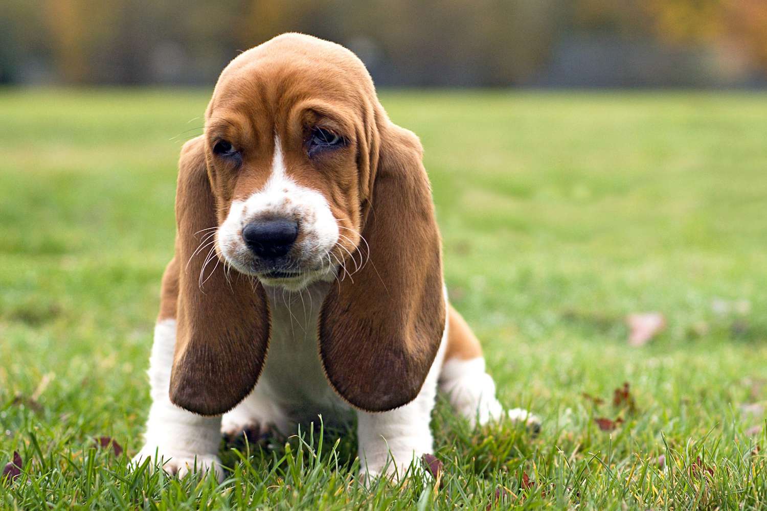 basset hound puppy sitting in the grass