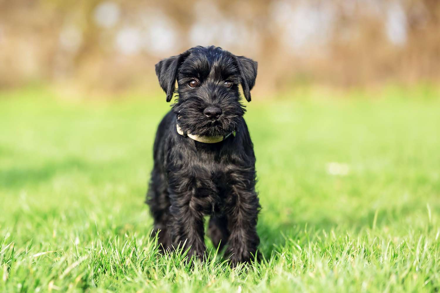black schnauzer puppy standing in the grass