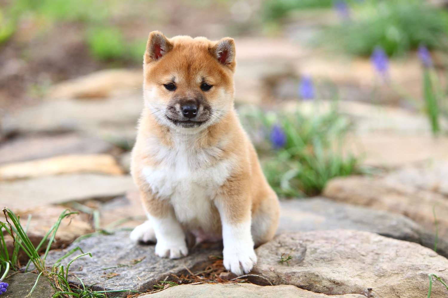 Shiba Inu puppy sitting on a stone path