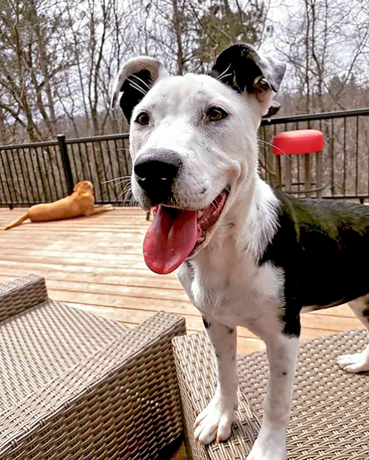Black and white Pitmation (Pitbull Dalmation mix) with some spots standing on his deck