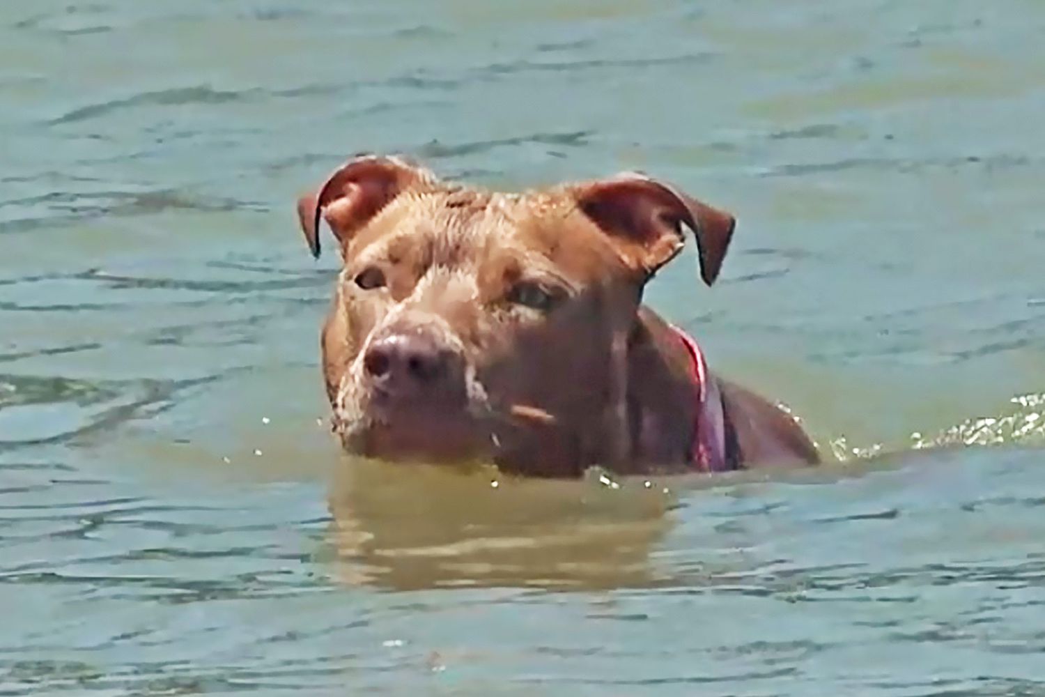 dog swims five miles to safety