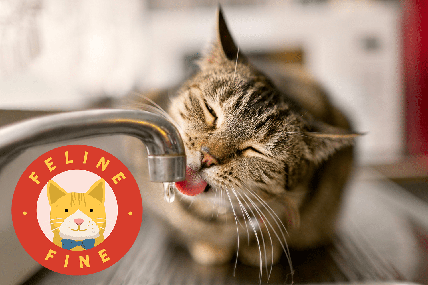 cat drinking tap with Feline Fine logo; referring to kidney disease in cats