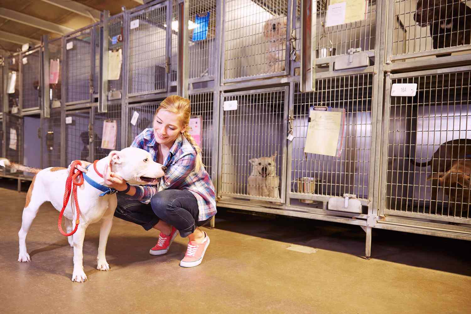 woman with dog in shelter in front of cages holding dogs; more pets were euthanized in 2021