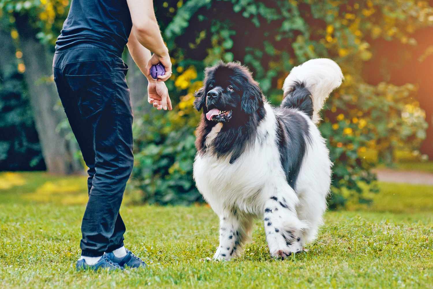 Newfoundland dog, one of the tallest dog breeds, plays ball with his owner