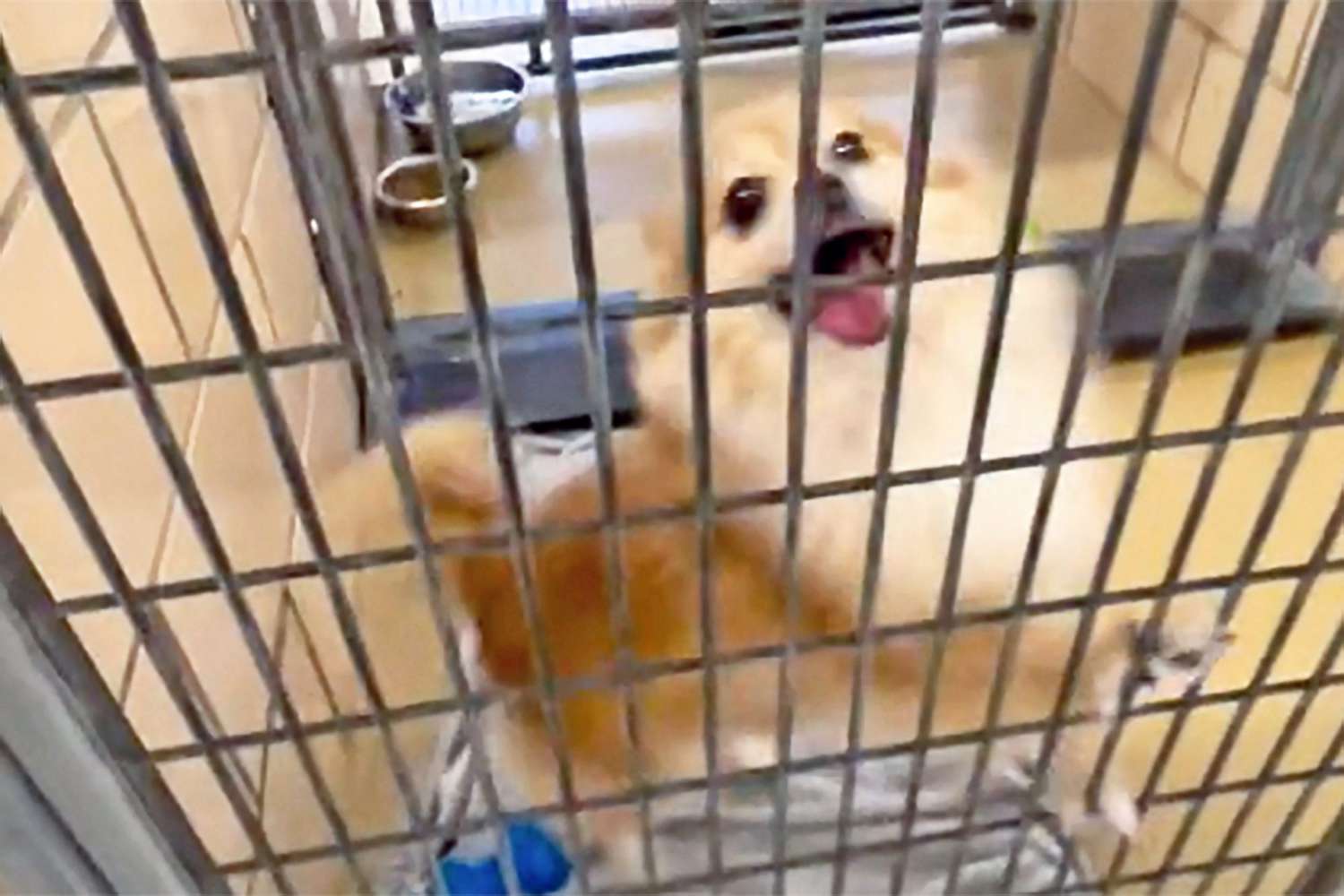 shelter dog jumps for joy in his cage when he finds out he's getting adopted