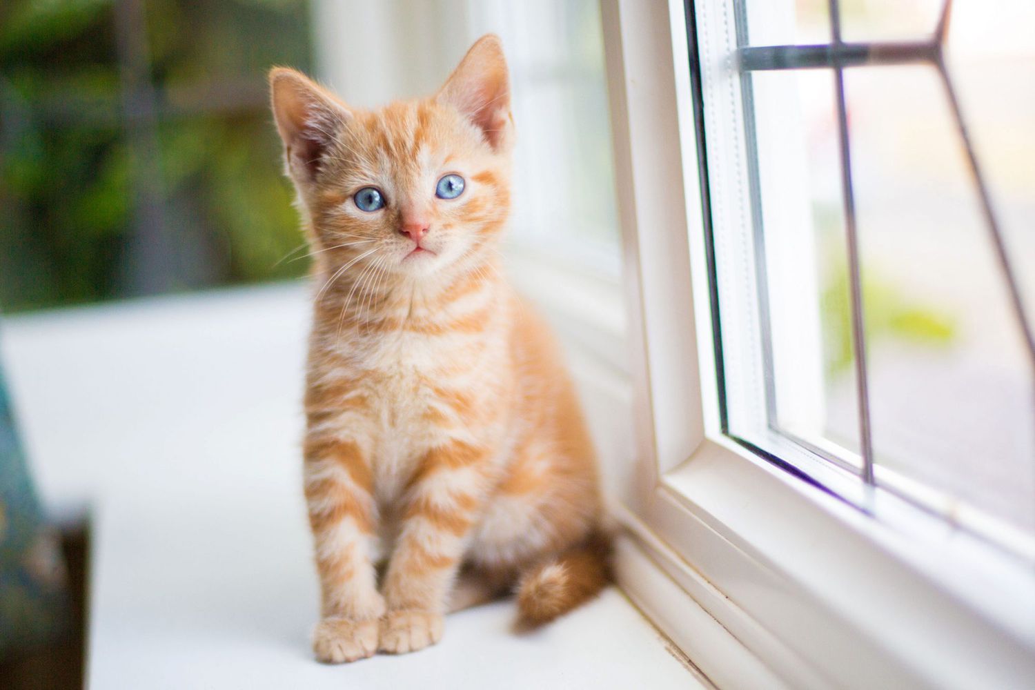 orange kitten, sitting on window ledge; best female cat names
