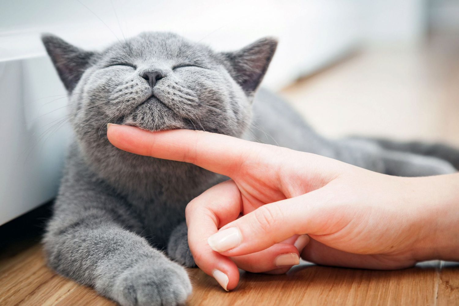 woman petting grey cat under his chin; grey cat names