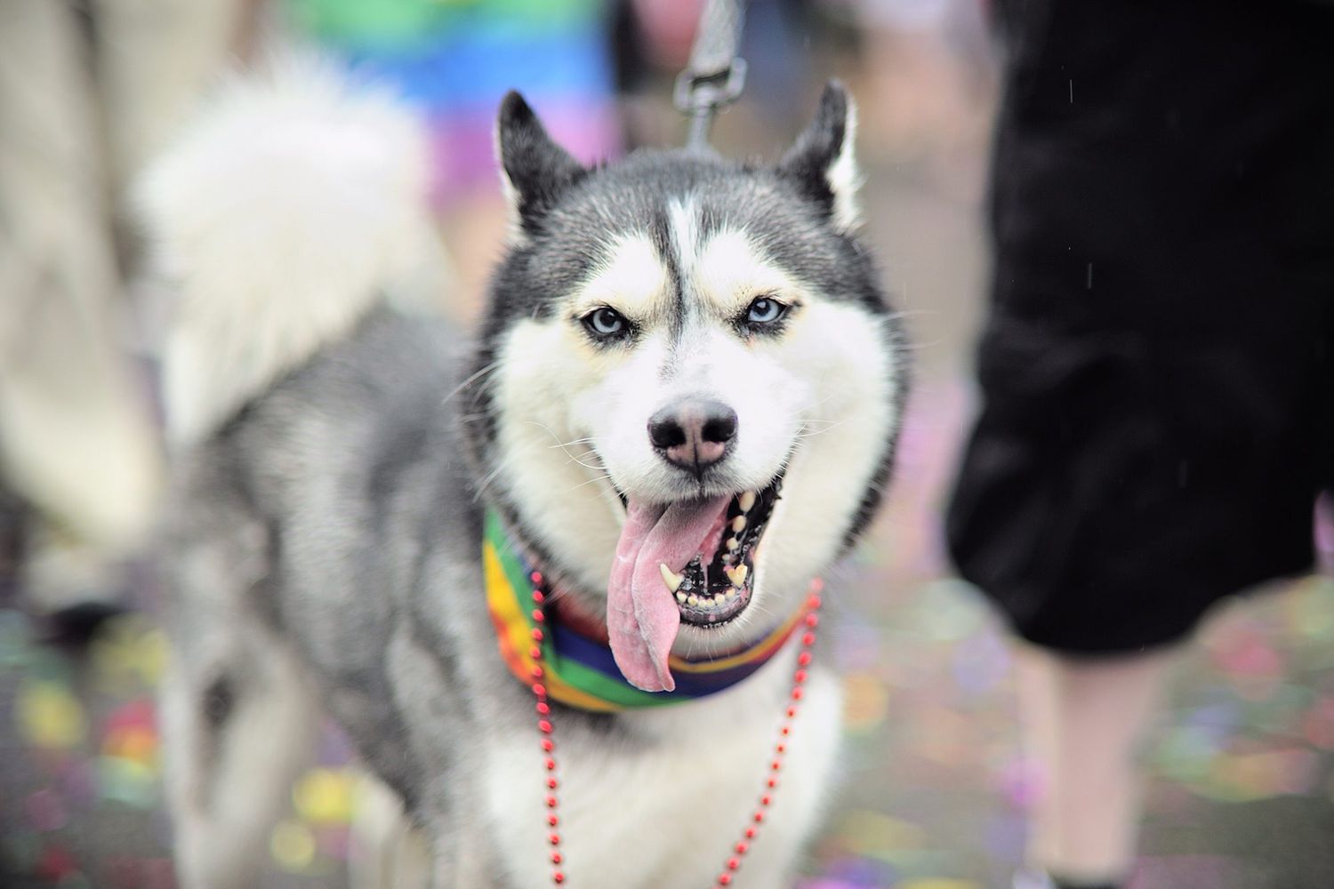 husky dog in parade