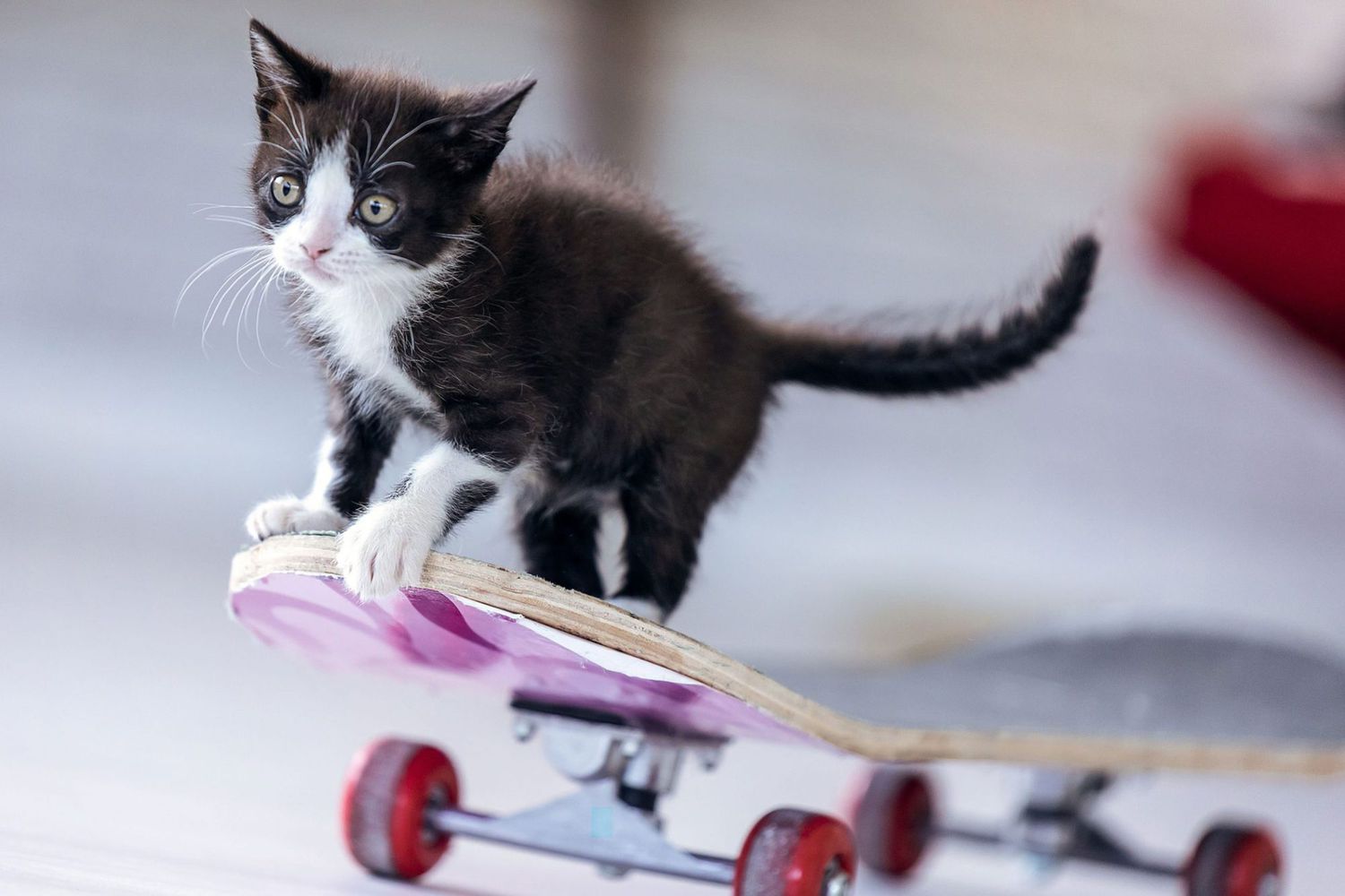 black and white kitten on skateboard; black and white cat names