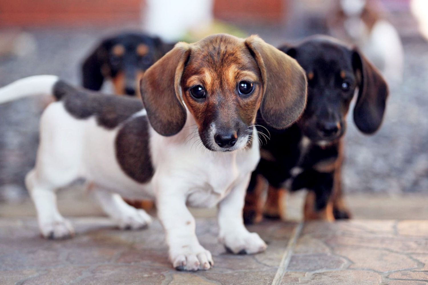 dachshund puppies; girl dog names