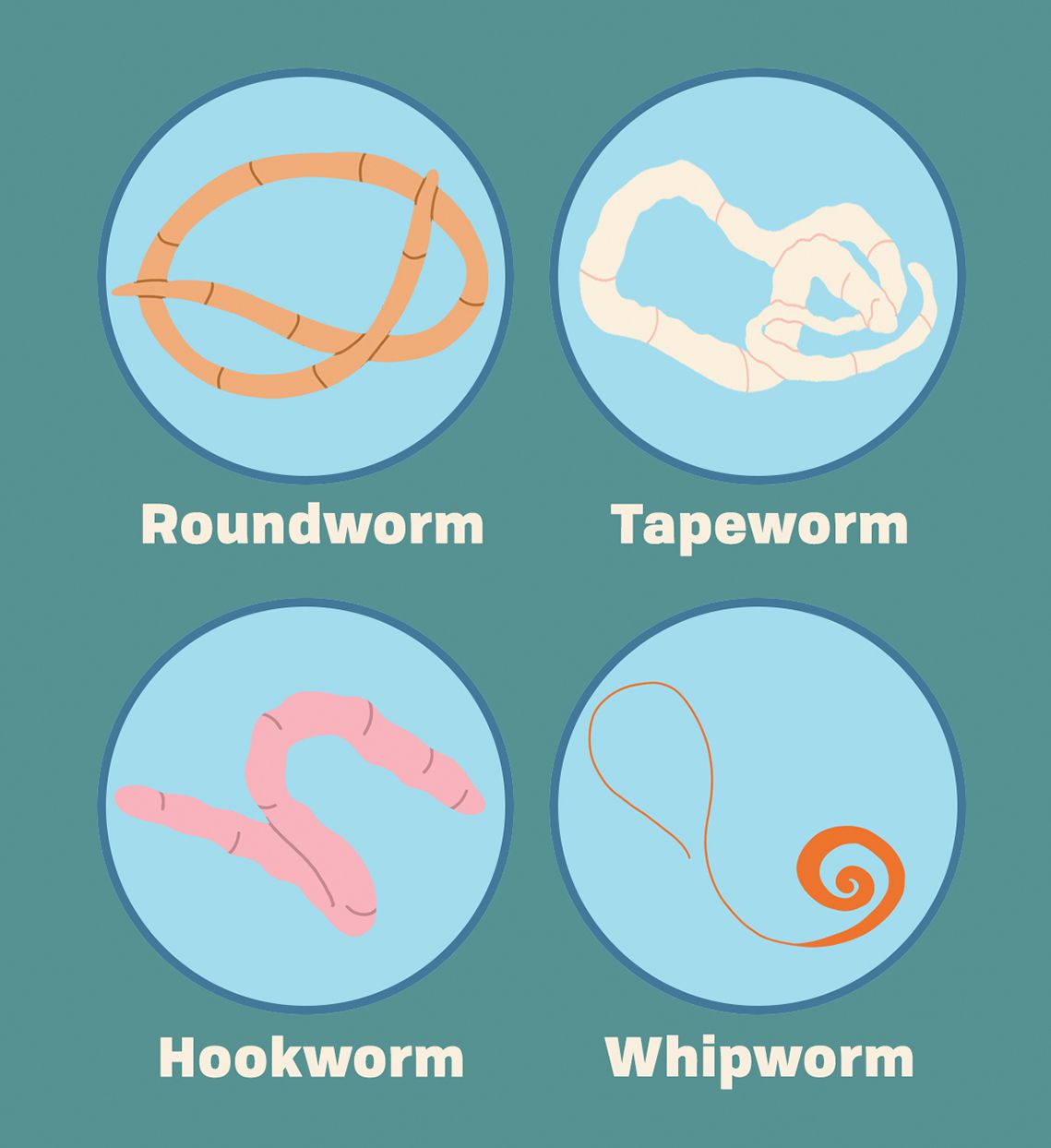Illustration of Roundworm, Tapeworm, Hookworm, and Whipworm
