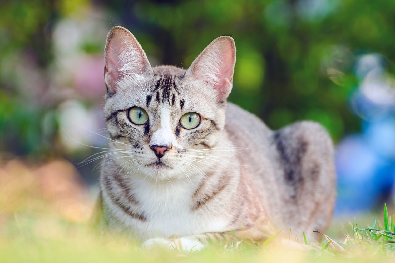 cat laying outside in grass; what to do if your cat has worms