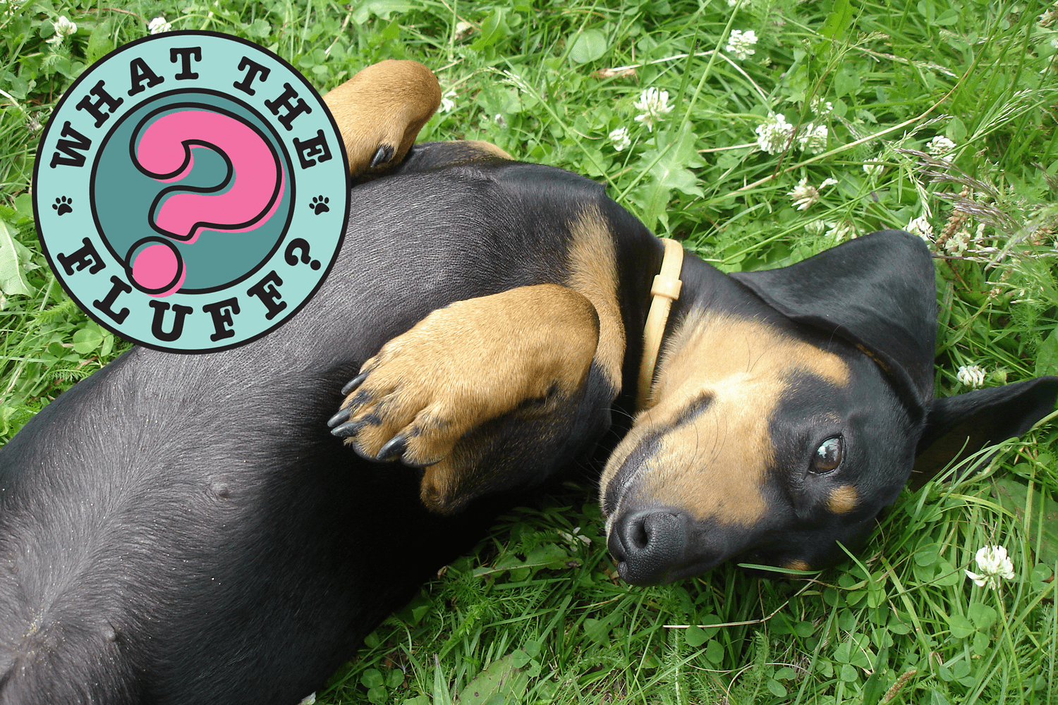 dachshund laying on his back outside in a bed of clover; do male dog's have nipples? (image includes what the fluff logo)