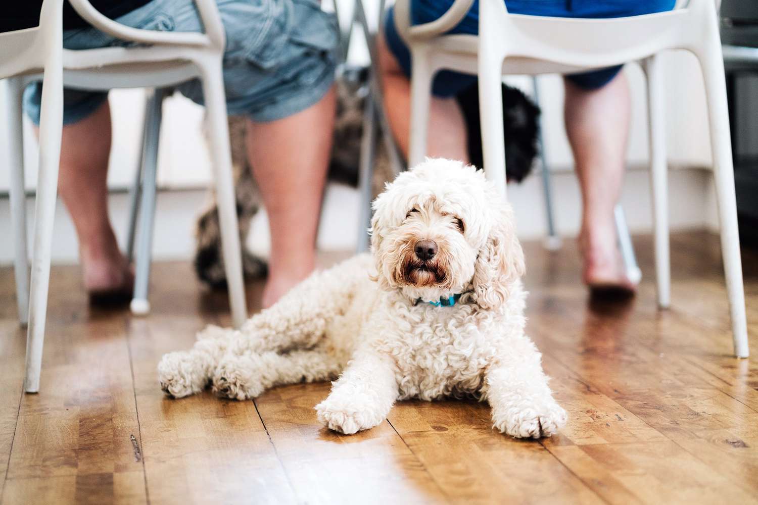 cockapoo, on of the best small family dogs, laying on the kitchen floor while her family eats dinner behind her