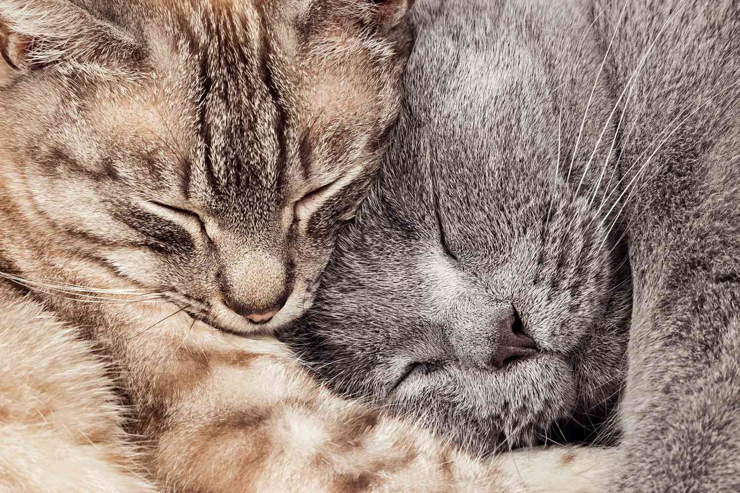 two cat's snuggling together; full-circle cat adoption
