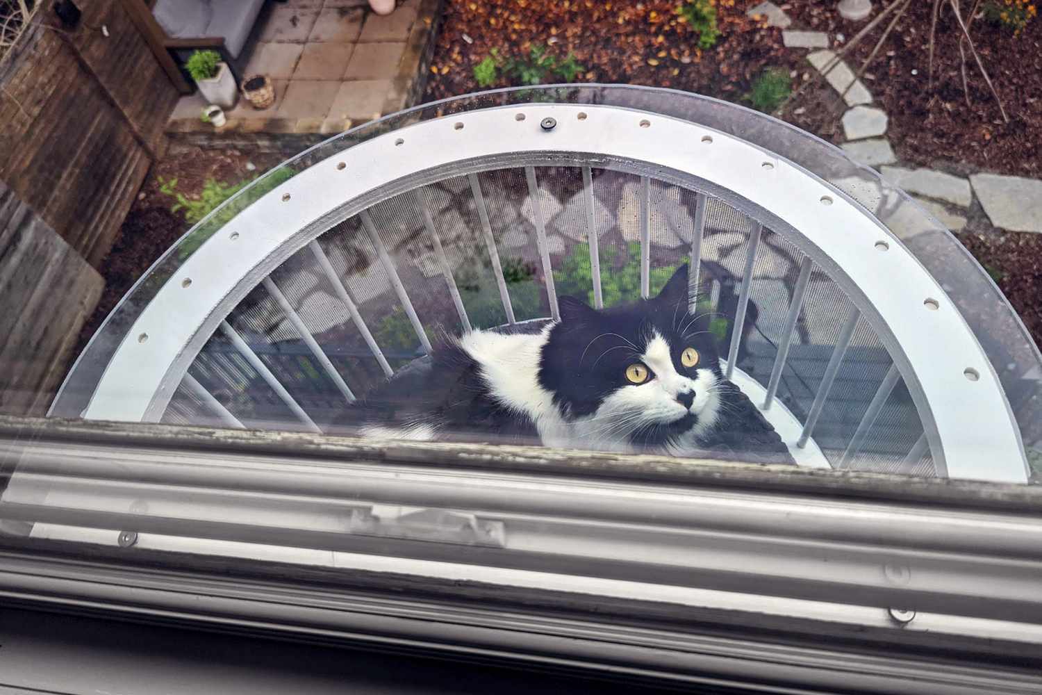 outside view of a black and white cat in his cat solarium