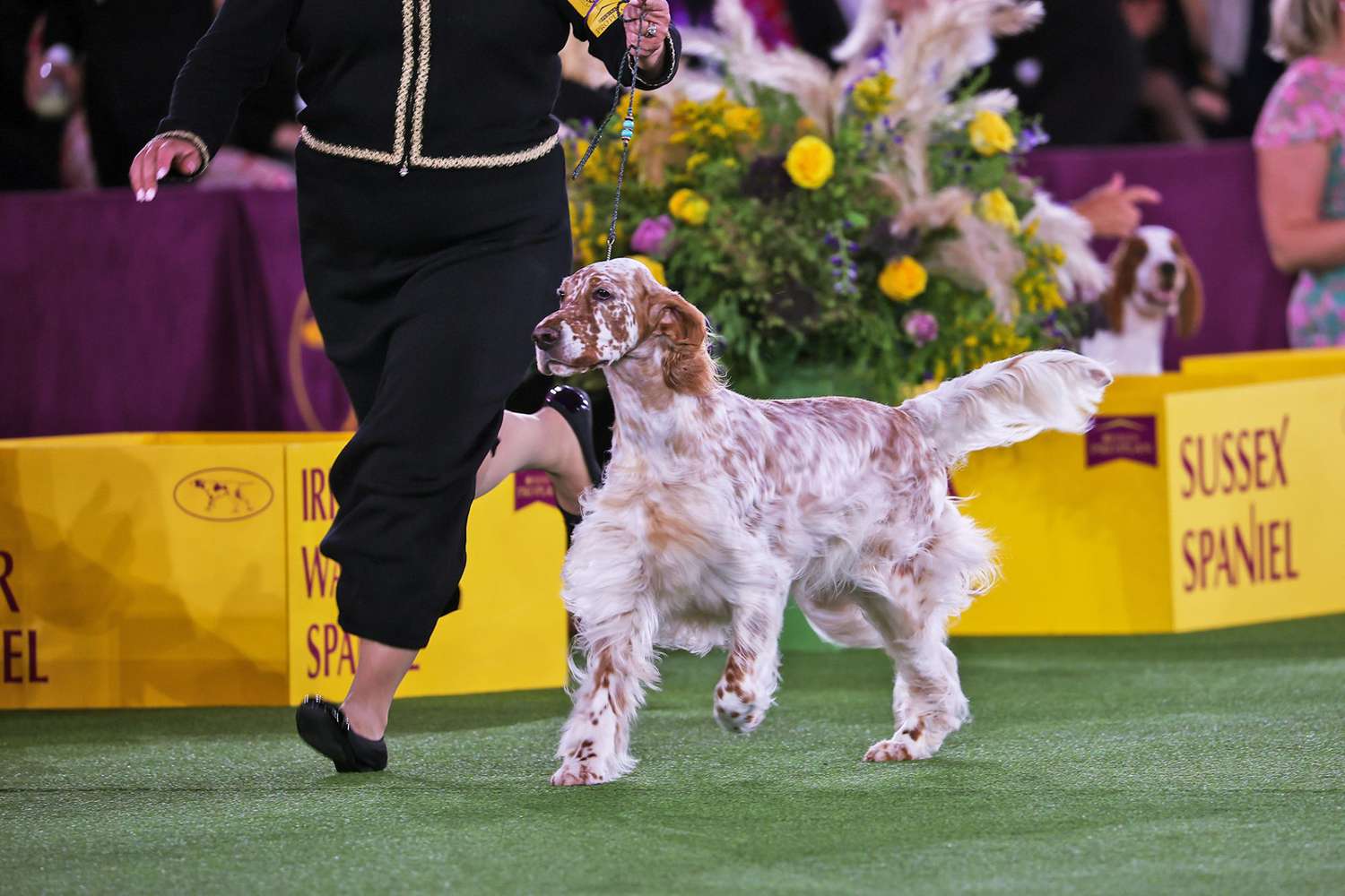 English Setter that wins on Sporting Group in the 146th Annual Westminster Kennel Club Dog Show in 2022.