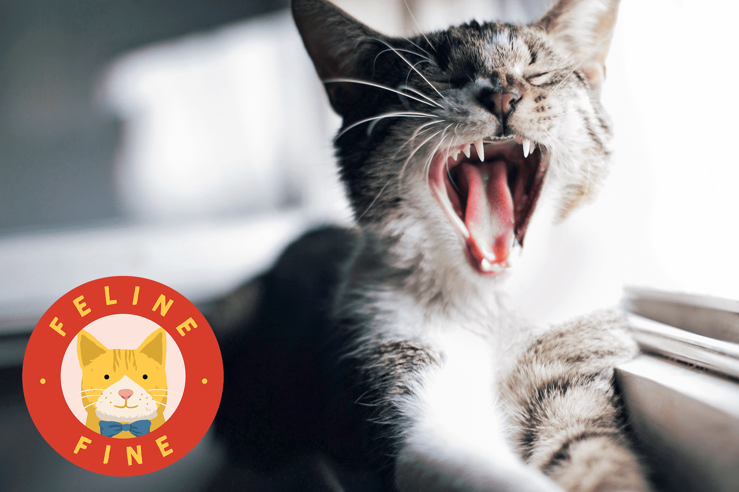 Feline Teeth: How Many Teeth Do Cats Have? | Daily Paws