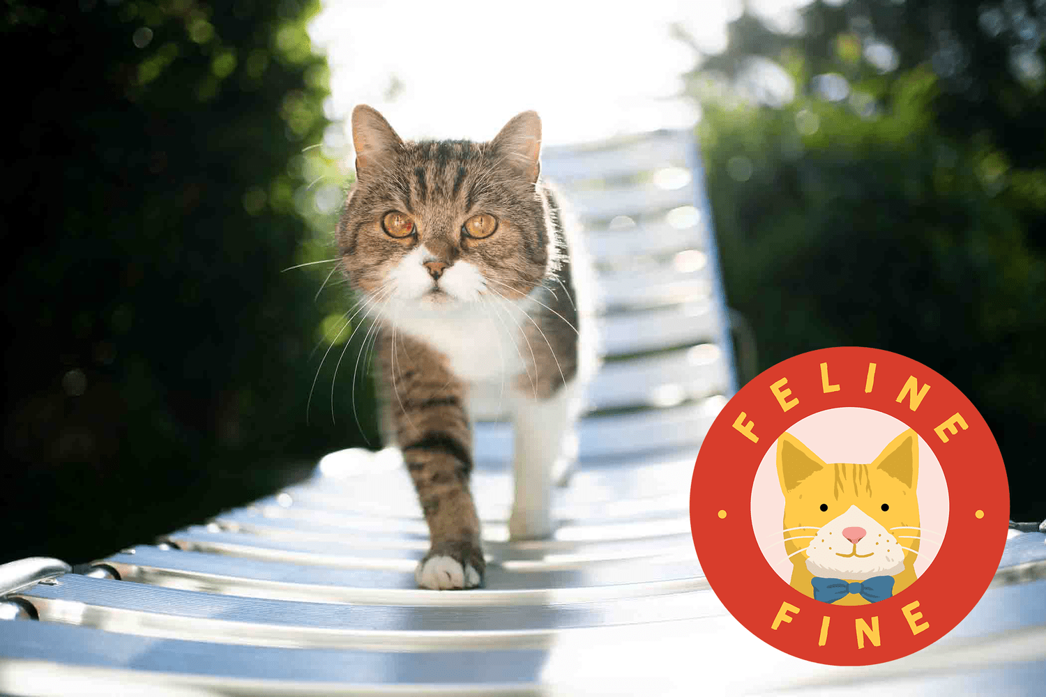 cat walking on outdoor furniture in the sun; how to keep cats cool in the summer with feline fine logo
