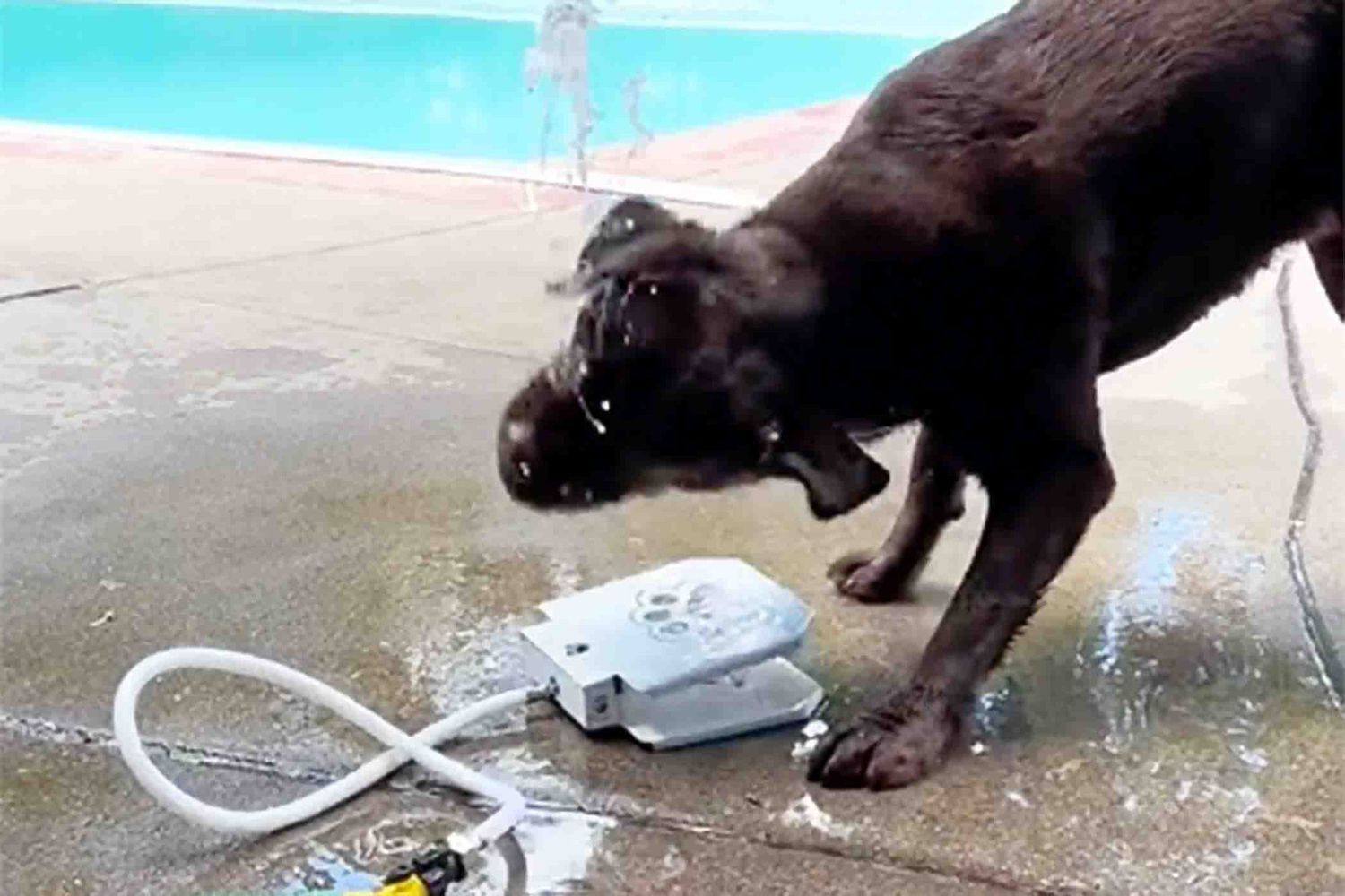 chocolate lab figuring out water fountain