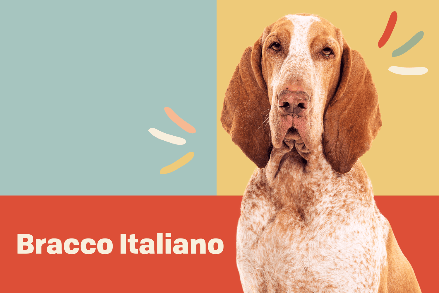 Bracco Italiano on profile treatment background