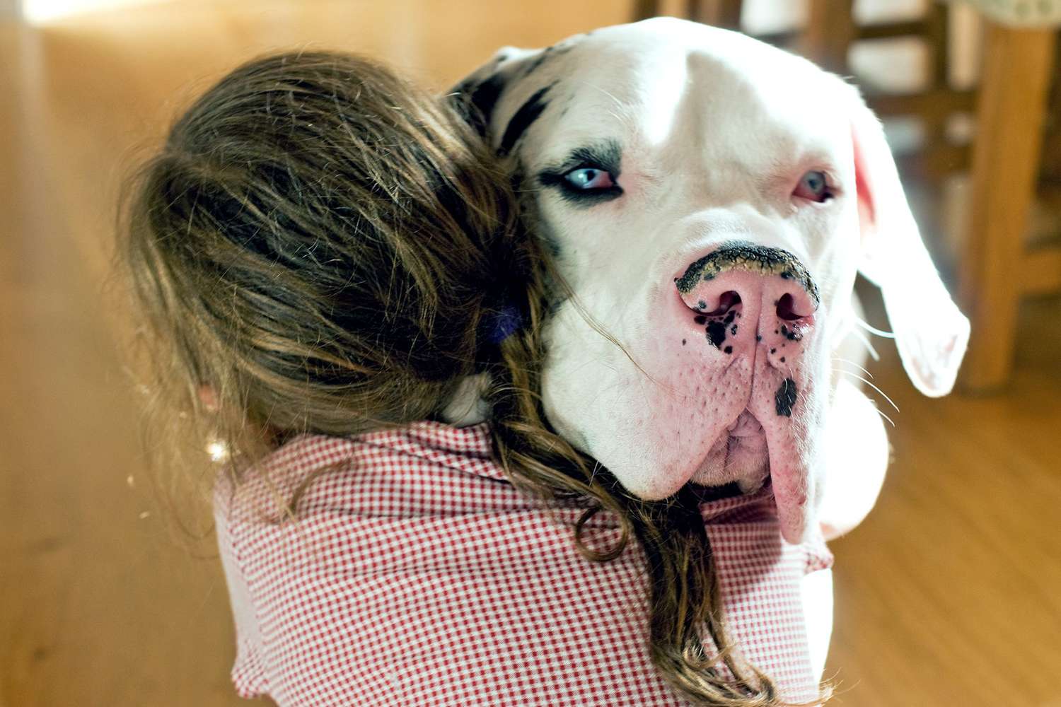 girl hugging a black and white Great Dane, one of the most affectionate dog breeds