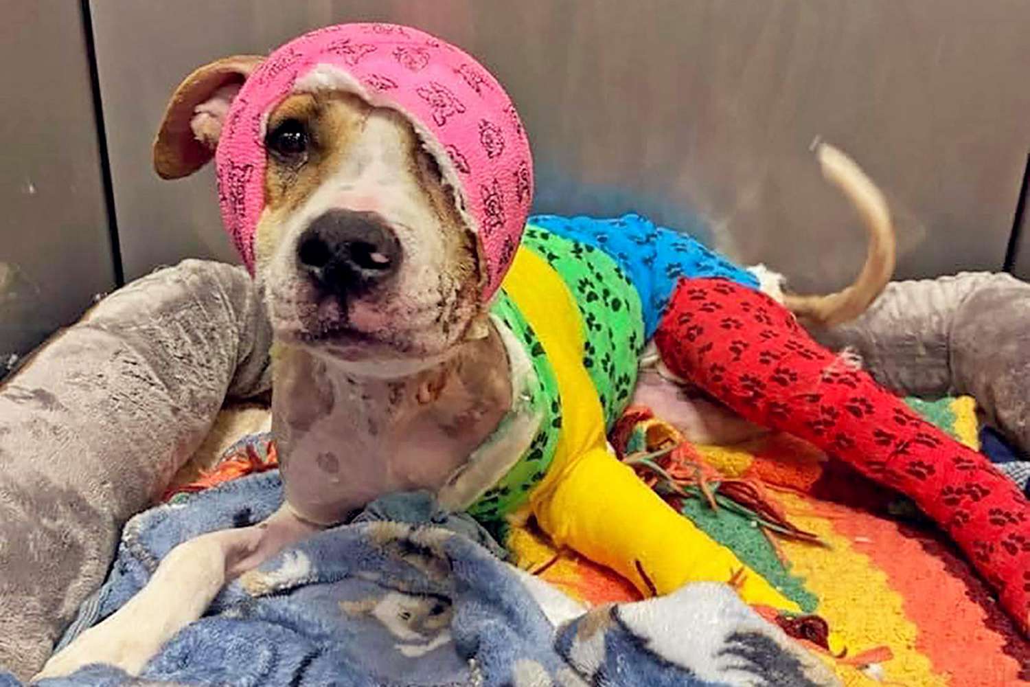 portrait of Tennesee dog that was set on fire wrapped in colorful bandages