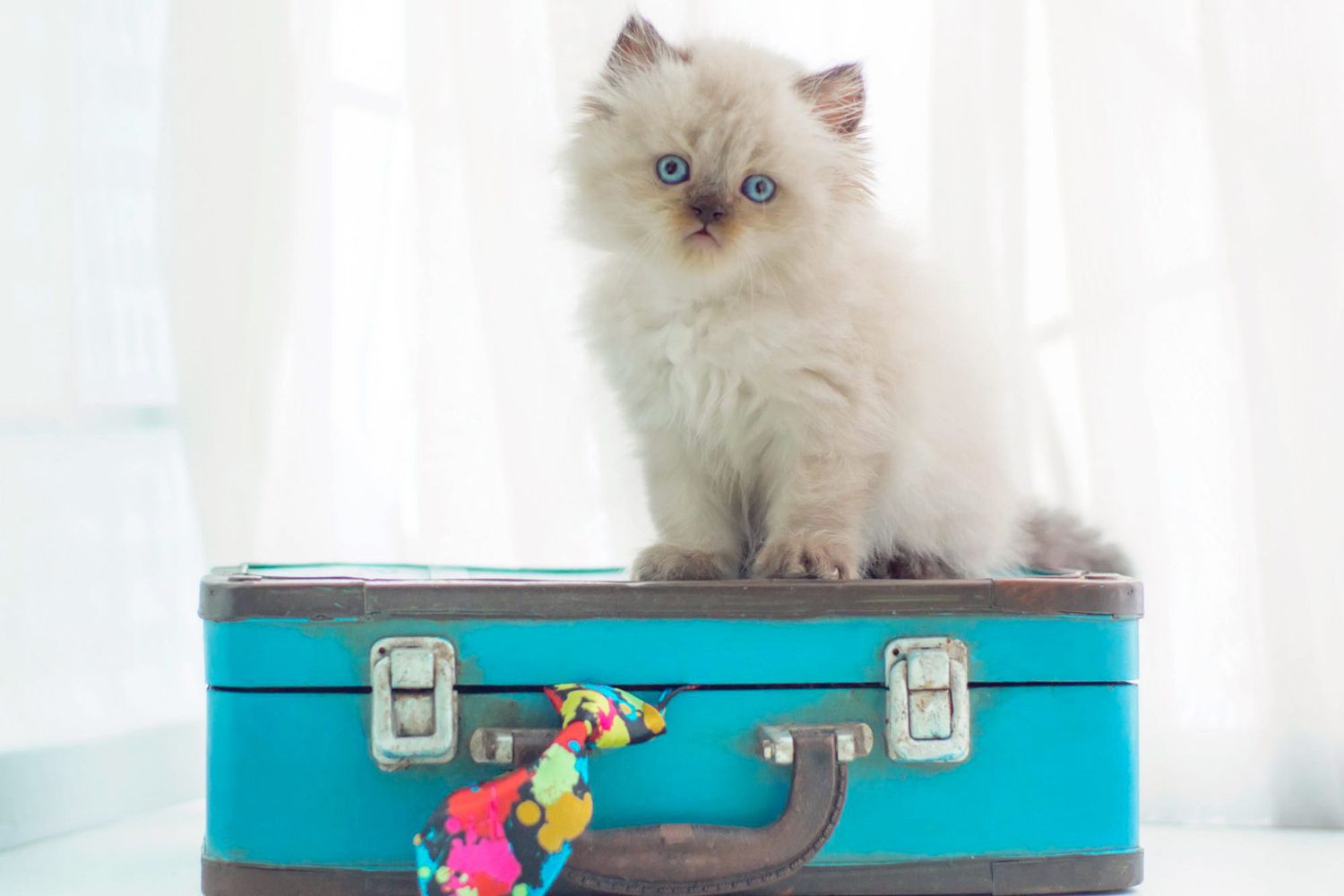 long haired kitten sitting on a vintage suitcase; How Cat Owners Can Prepare for a House Guest with Mild Cat Allergies