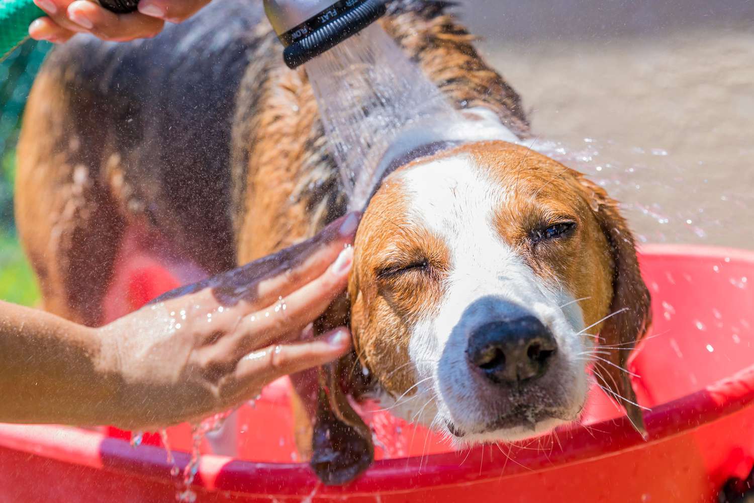 spraying dog with a hose in a kiddie pool; preventing dog heat rash