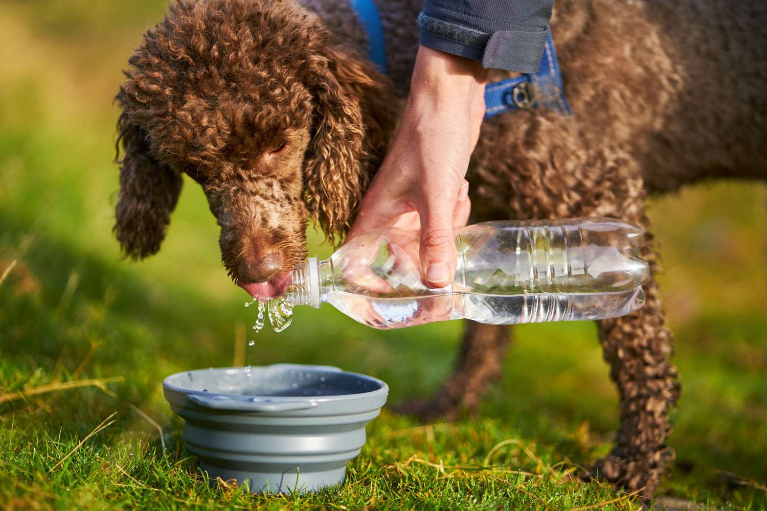 dog drinking water; dog heat exhaustion