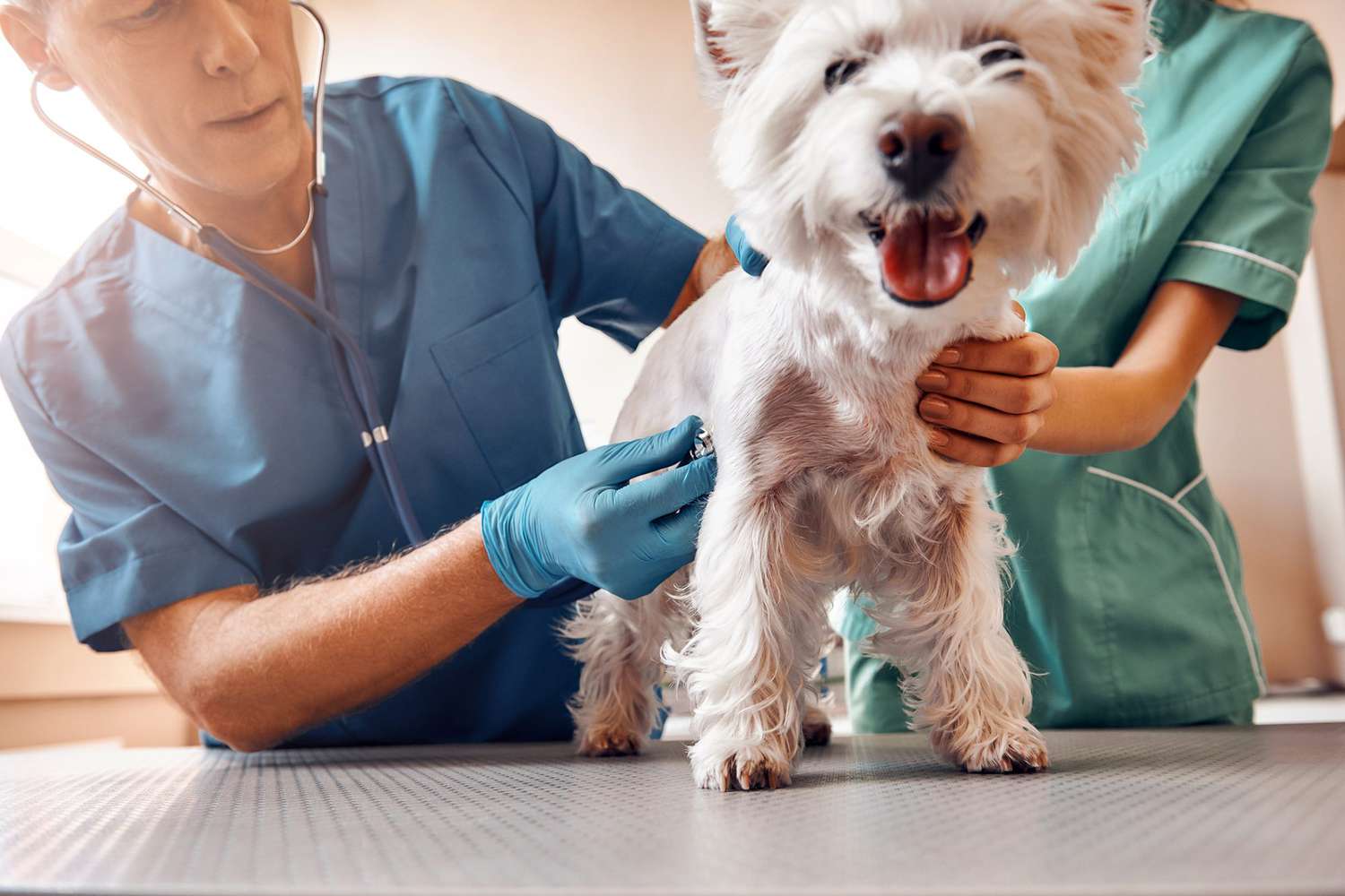pet tech using a stethoscope on a dog; heart disease in dogs