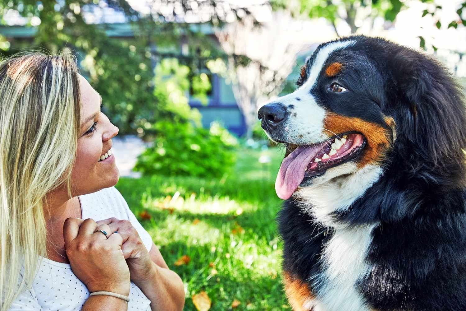 woman smiling face-to-face at her Bernese Mountain Dog, one of the most affectionate dogs breeds