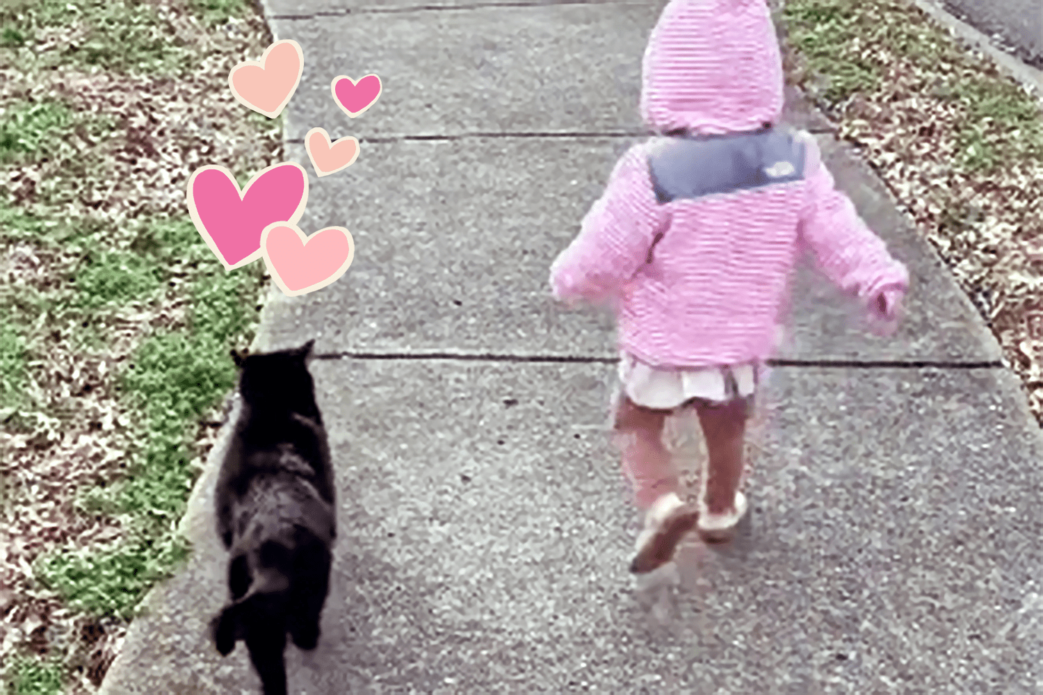youngster and cat tiktok; toddler walking down the sidewalk with the neighbor's cat