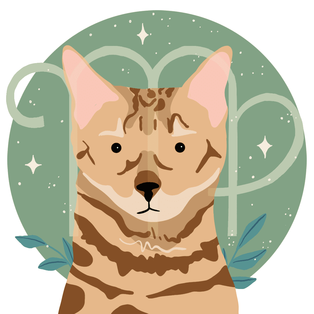 cat's zodiac sign: virgo zodiac sign with a bengal cat