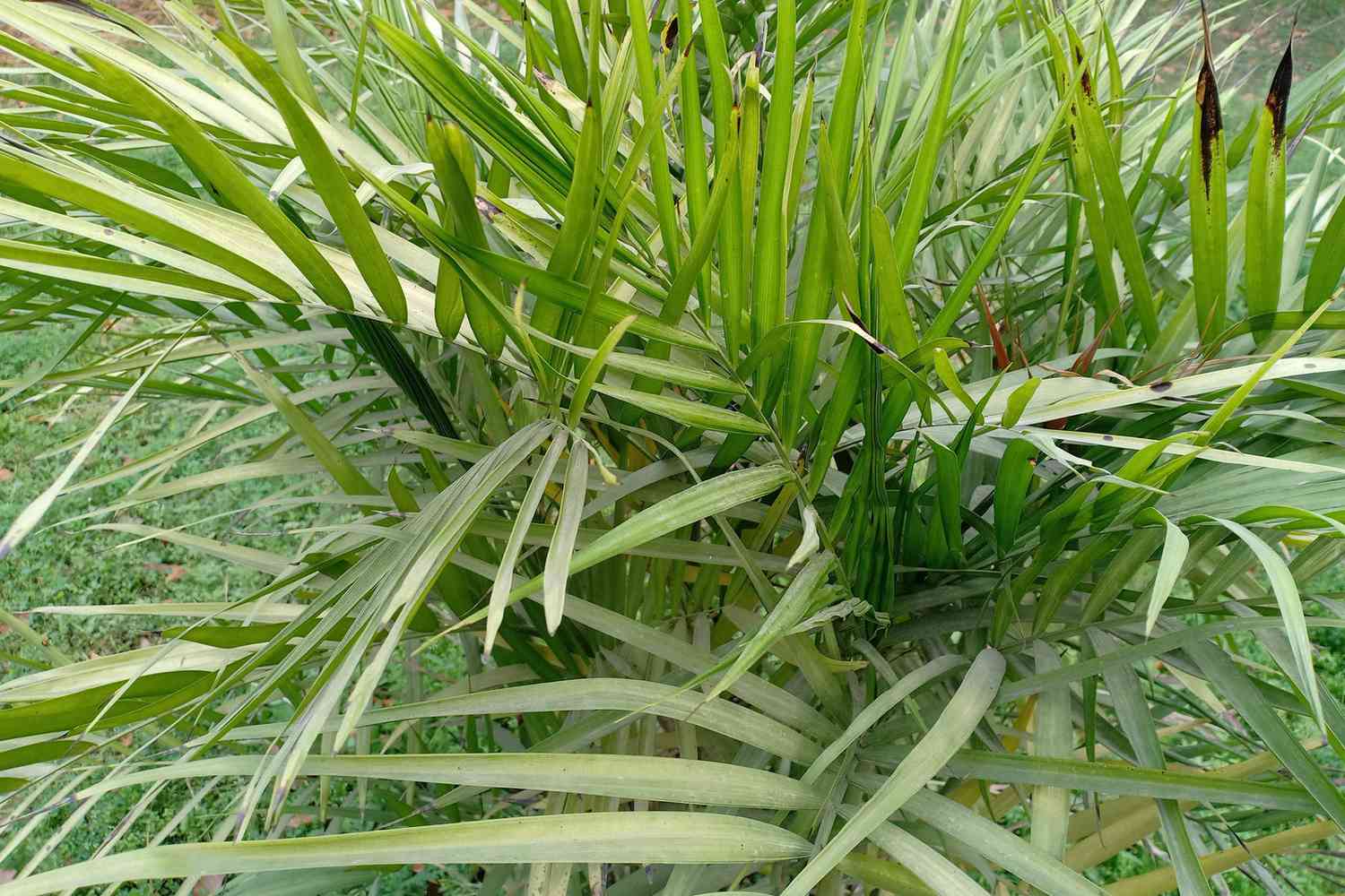 example of what cat palm looks like