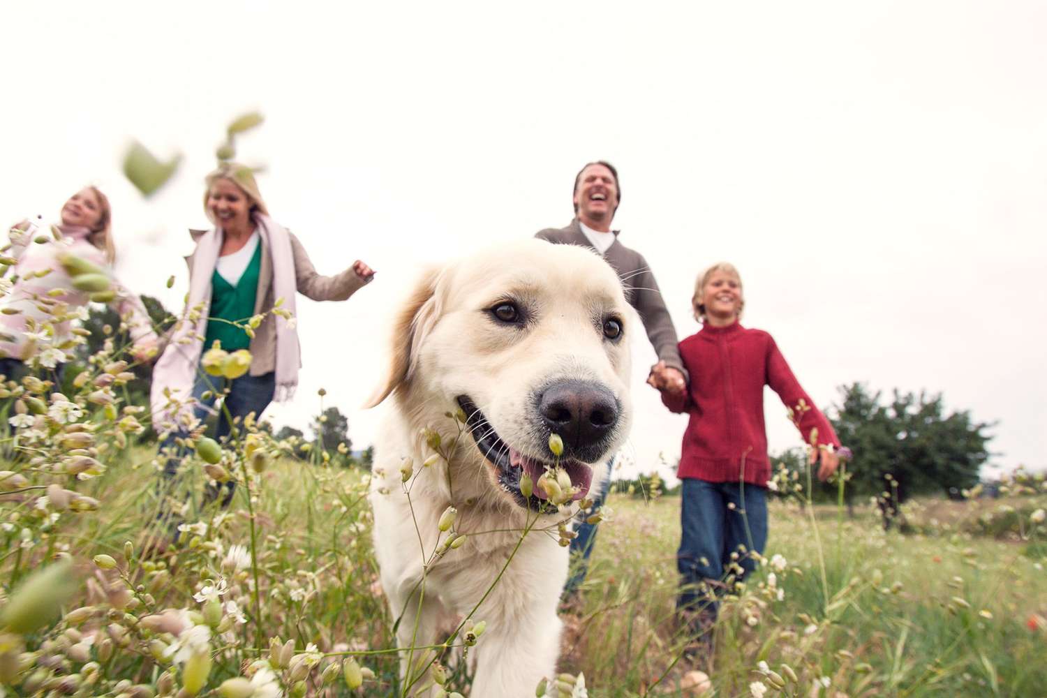 family running in a field with their golden retriever; best family dogs