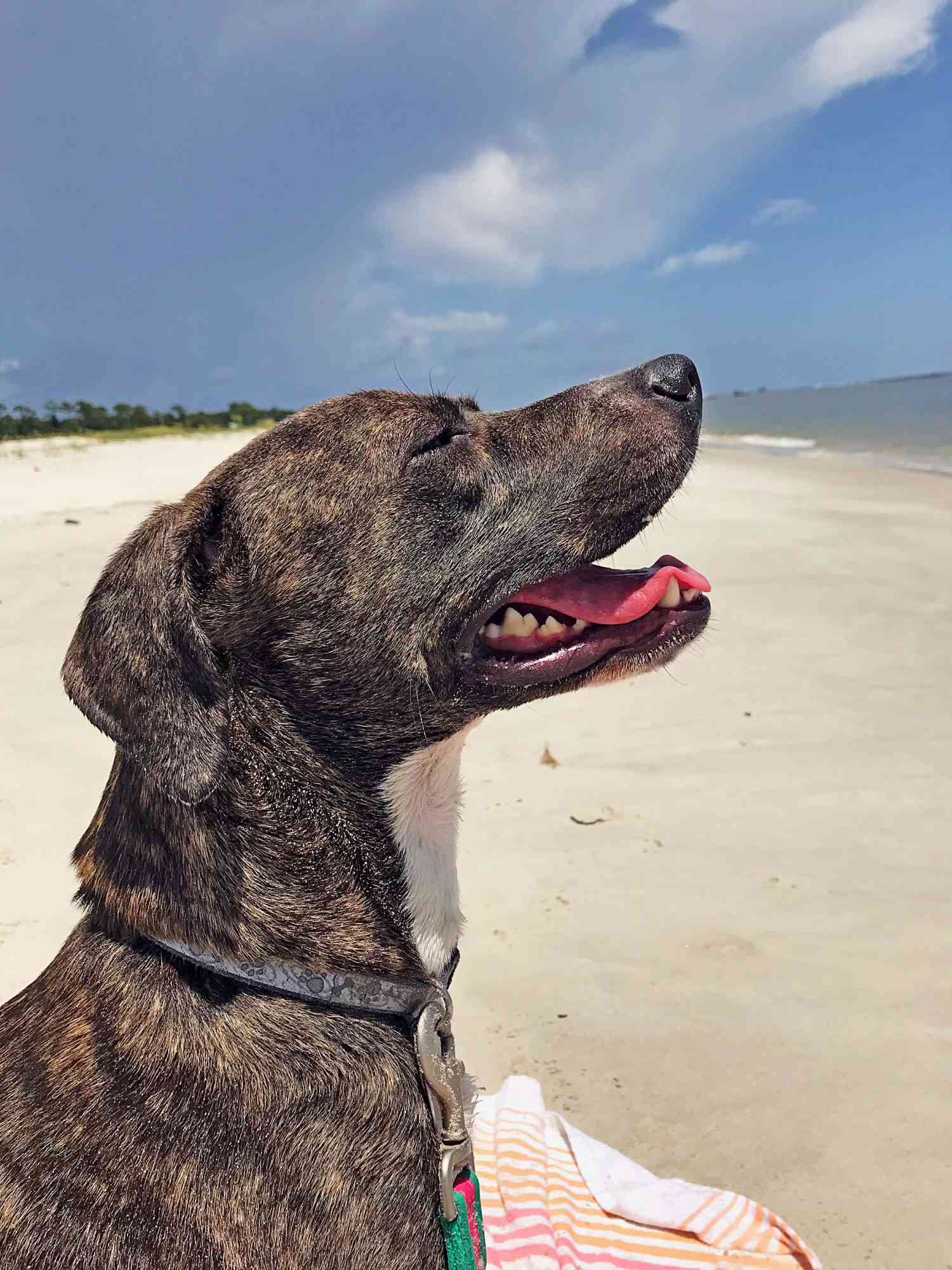 dog sitting on dog-friendly Dauphin Island Beach at Dauphin Island, Alabama