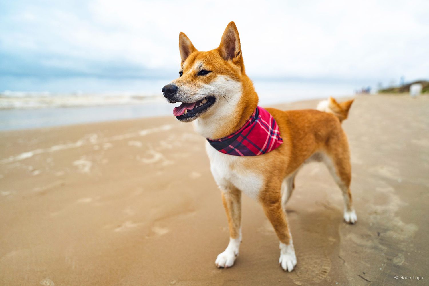 Shiba Inu dog wearing bandana around his neck and standing on the South Padre Island dog-friendly beach in Texas