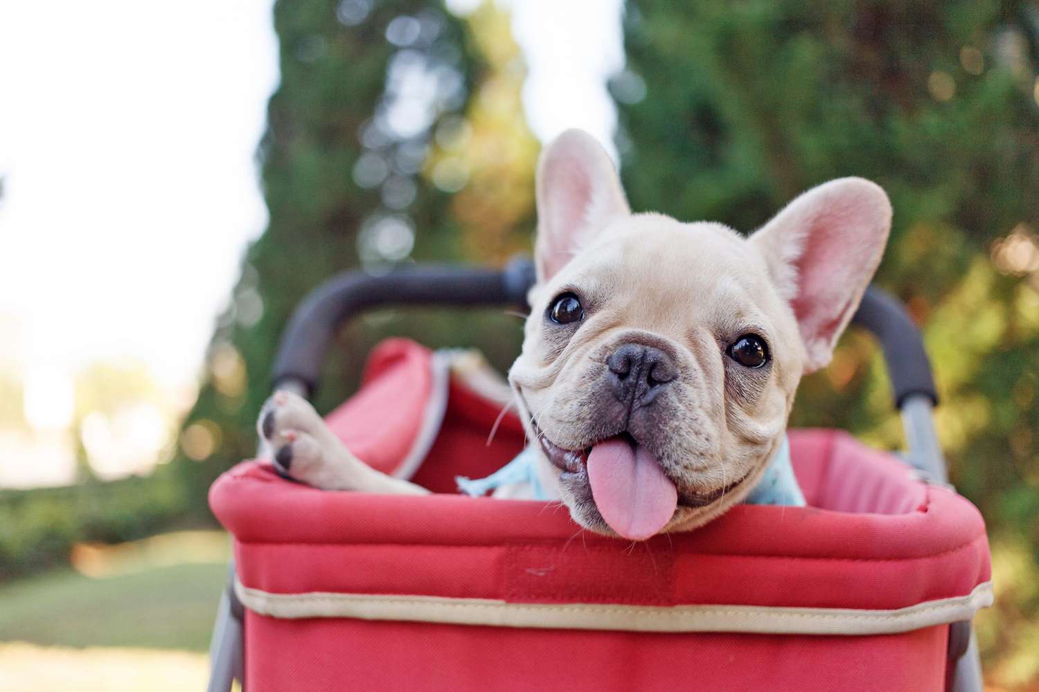 french bulldog puppy in stroller